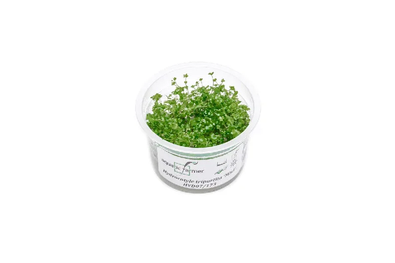 Hydrocotyle Tripartita Mini Aquatic Farmer Tissue Culture