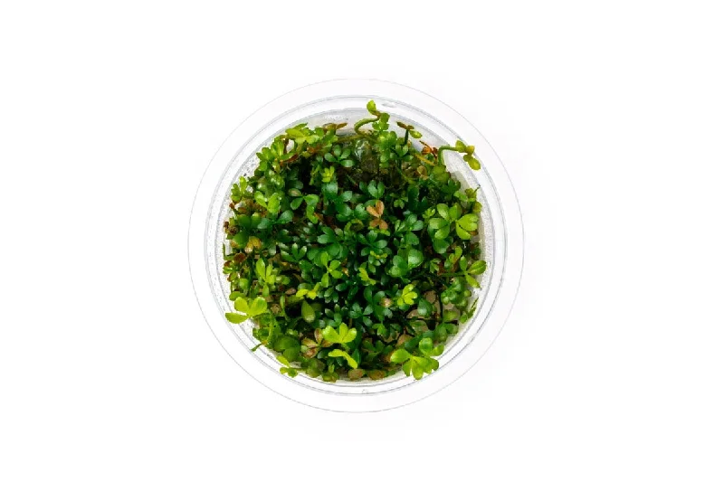 Marsilea Angustifolia Aquatic Farmer Tissue Culture