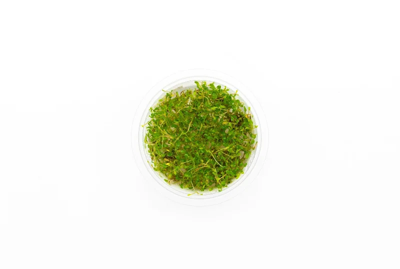 Glossostigma Elatinoides Aquatic Farmer Tissue Culture